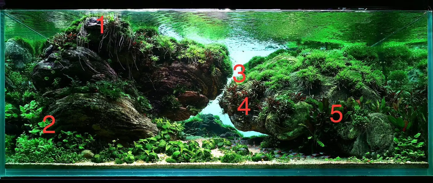 Aquascaping steps - Connecting - IAPLC 2025 Honor Prize - Long Tran Hoang / Vietnam